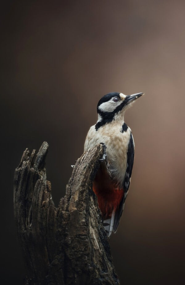 Foto in lijst "Silent Strength"