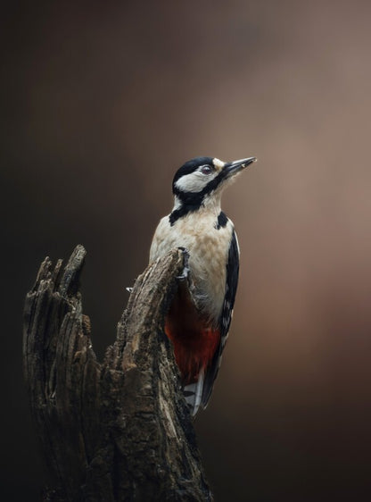 Foto in lijst "Silent Strength"