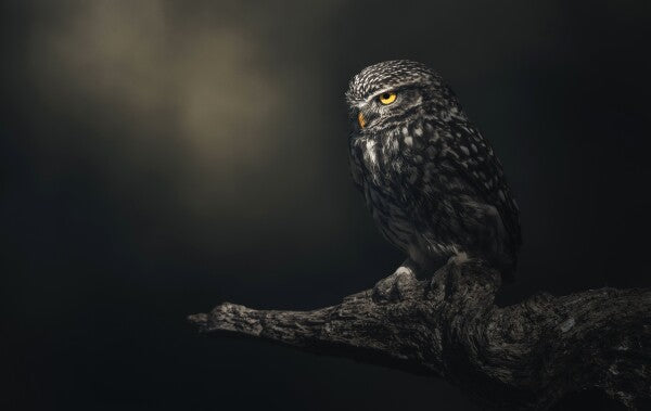Foto in lijst "Eyes in darkness"