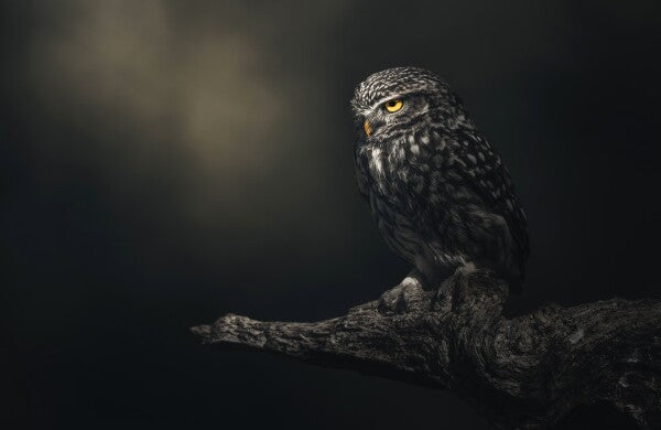 Foto in lijst "Eyes in darkness"