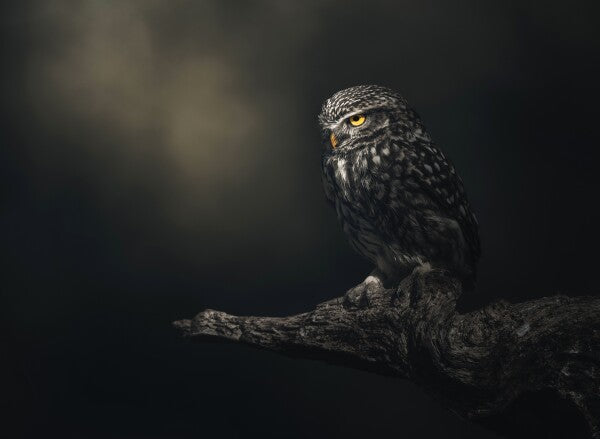Foto in lijst "Eyes in darkness"