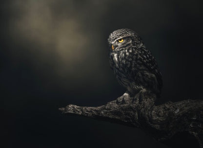 Foto in lijst "Eyes in darkness"