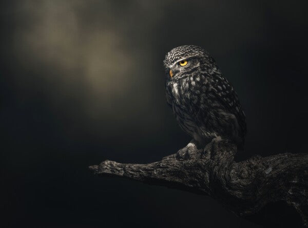 Foto in lijst "Eyes in darkness"