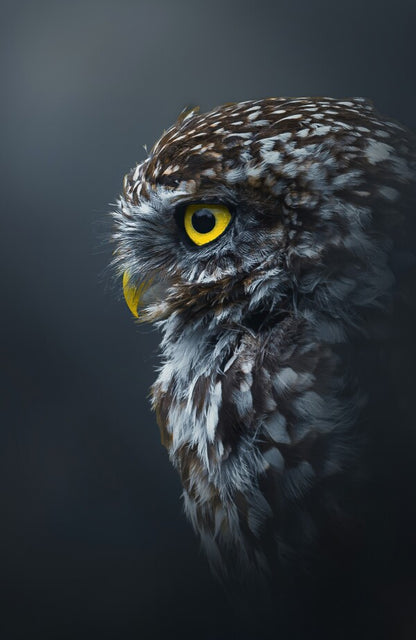 Foto in lijst "Golden Gaze"