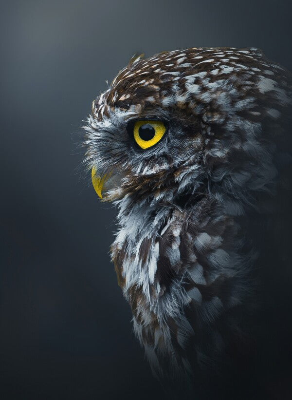 Foto in lijst "Golden Gaze"