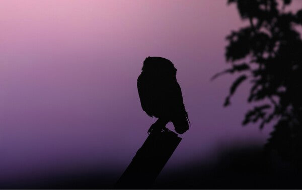 Foto in lijst "Into the Twilight"