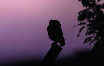 Foto in lijst "Into the Twilight"