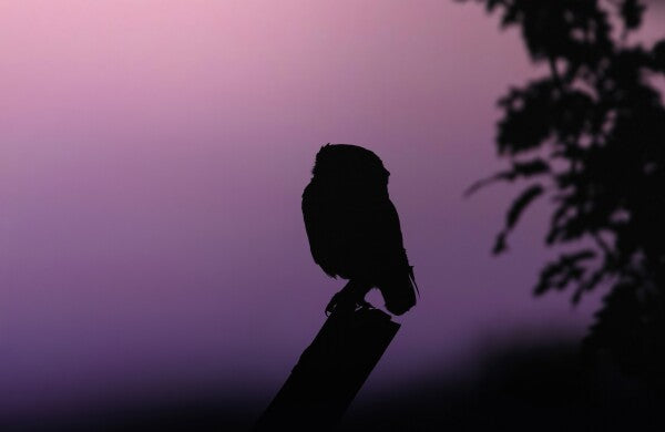 Foto in lijst "Into the Twilight"