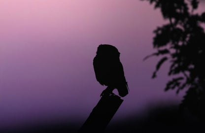 Foto in lijst "Into the Twilight"