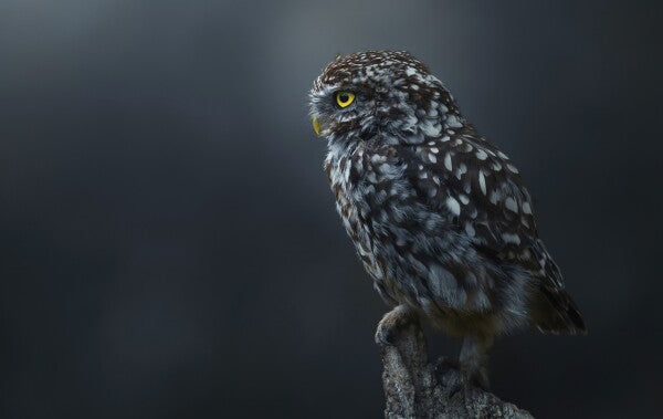 Foto in lijst "The Guardian"