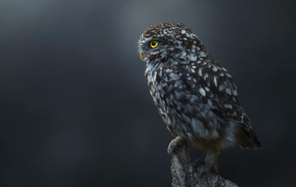 Foto in lijst "The Guardian"