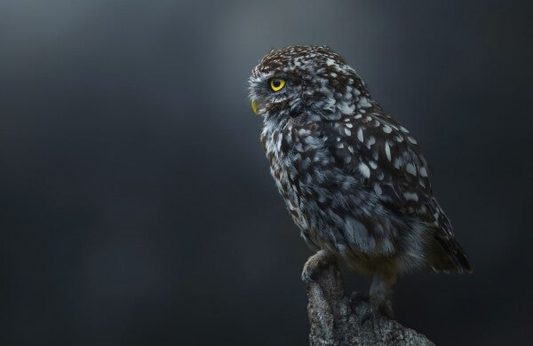 Foto in lijst "The Guardian"