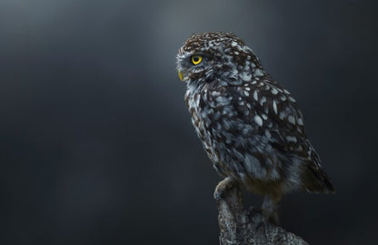 Foto in lijst "The Guardian"