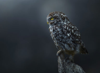 Foto in lijst "The Guardian"