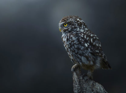 Foto in lijst "The Guardian"