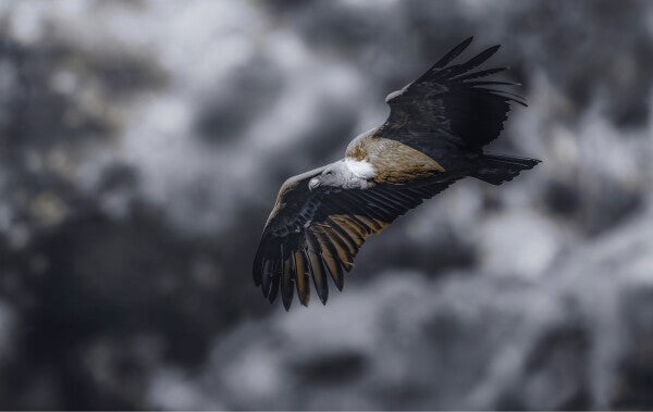 Foto in lijst "Wild Horizon"