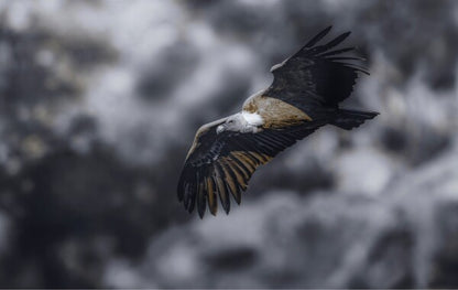 Foto in lijst "Wild Horizon"