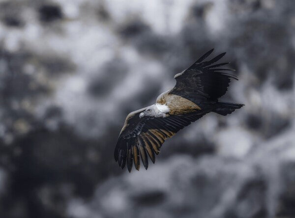 Foto in lijst "Wild Horizon"