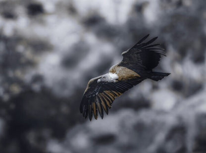 Foto in lijst "Wild Horizon"