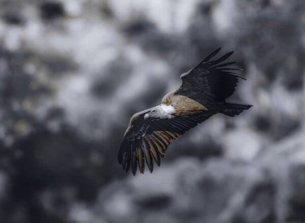 Foto in lijst "Wild Horizon"