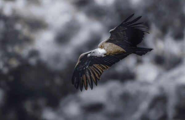 Foto in lijst "Wild Horizon"