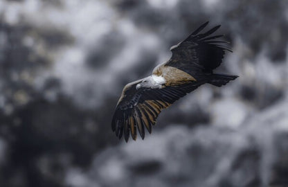 Foto in lijst "Wild Horizon"