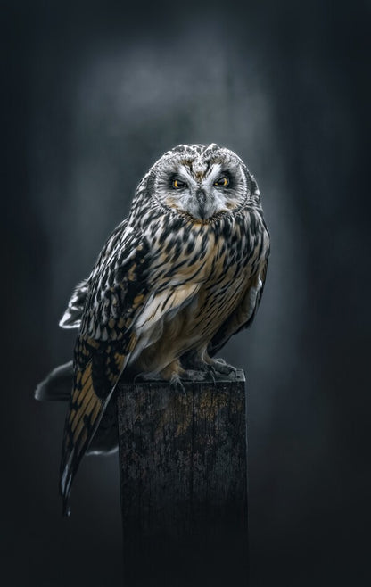 Foto in lijst "The Watcher"