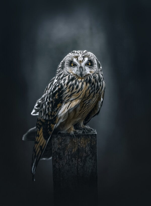 Foto in lijst "The Watcher"