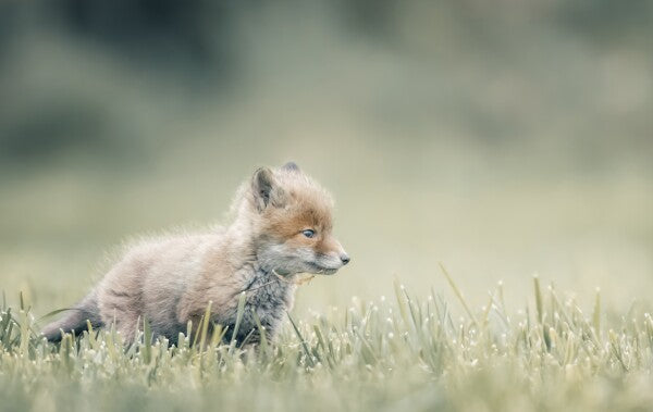 Foto in lijst "First Steps"