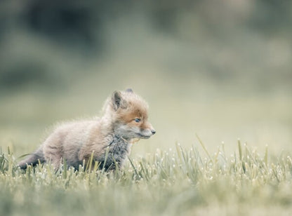 Foto in lijst "First Steps"