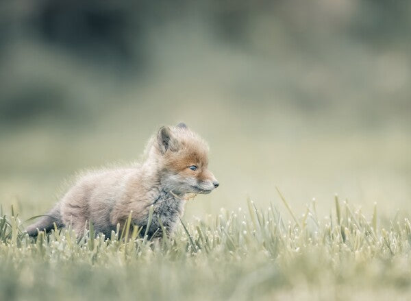 Foto in lijst "First Steps"