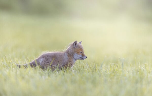 Foto in lijst "Into the Light"