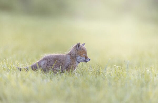 Foto in lijst "Into the Light"