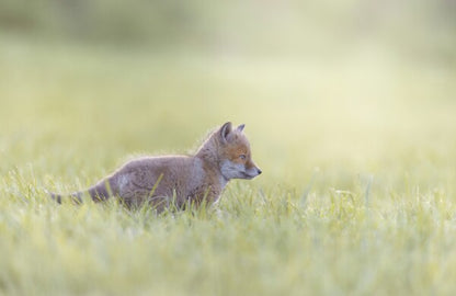 Foto in lijst "Into the Light"
