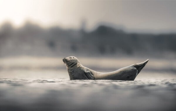 Foto in lijst "Drifting in Silence"
