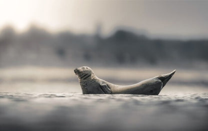 Foto in lijst "Drifting in Silence"