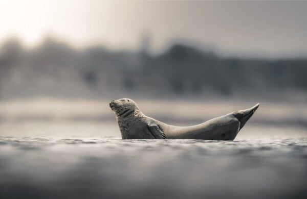 Foto in lijst "Drifting in Silence"