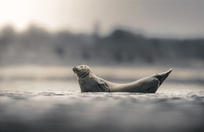 Foto in lijst "Drifting in Silence"