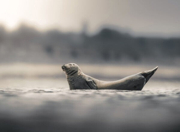 Foto in lijst "Drifting in Silence"