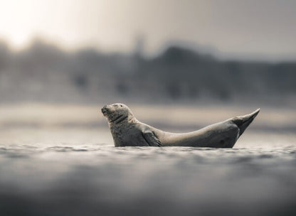 Foto in lijst "Drifting in Silence"