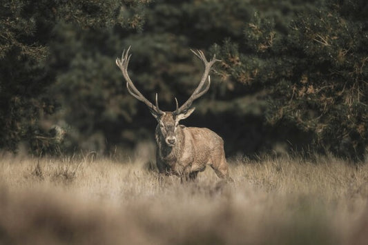 Print "Forest Sentinel"
