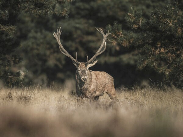 Print "Forest Sentinel"