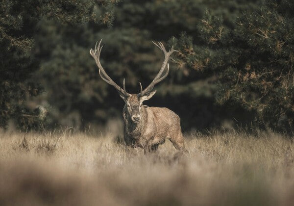 Print "Forest Sentinel"