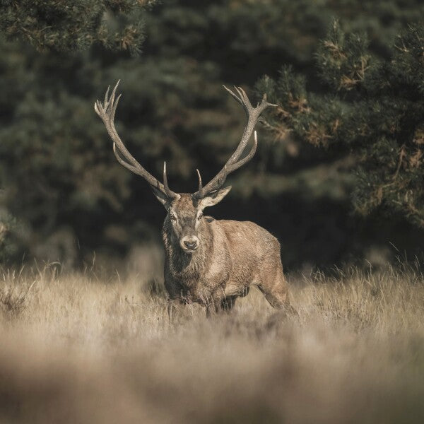 Print "Forest Sentinel"