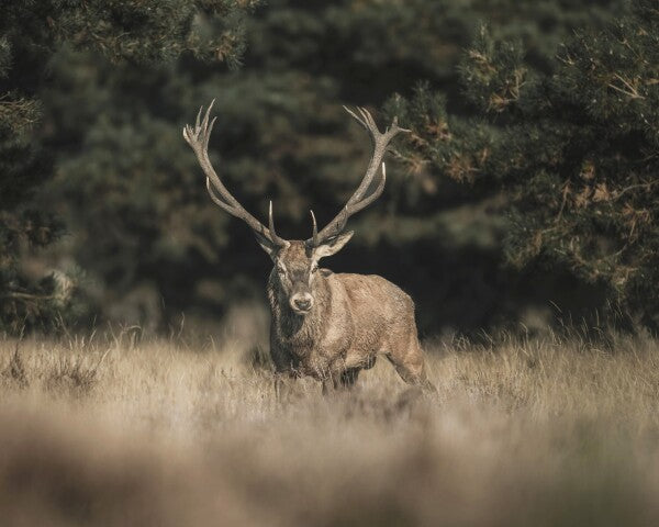 Print "Forest Sentinel"