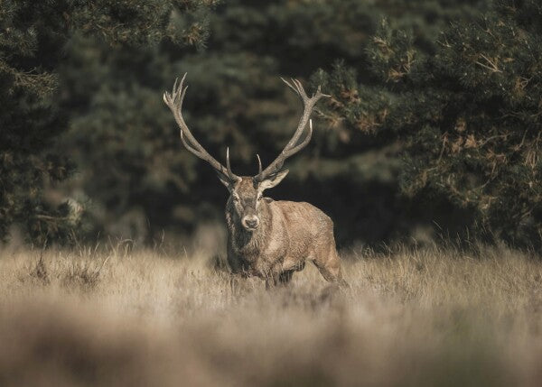 Print "Forest Sentinel"
