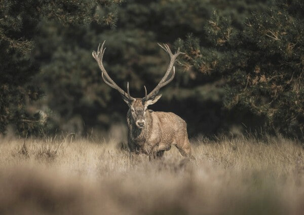 Print "Forest Sentinel"