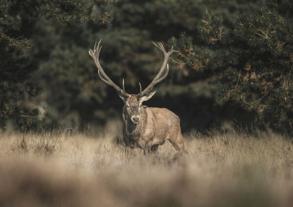 Print "Forest Sentinel"