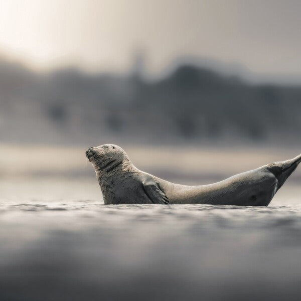 Print "Drifting in Silence"