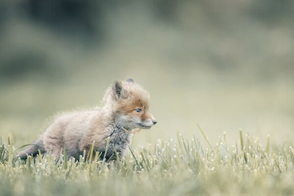 Print "First Steps"